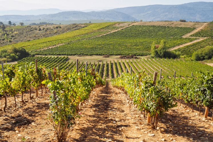 el bierzo
